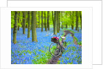 Bicycle in spring forest by Assaf Frank